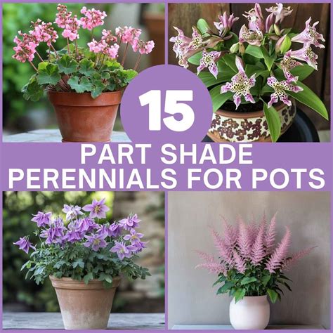 best plants for partial shade