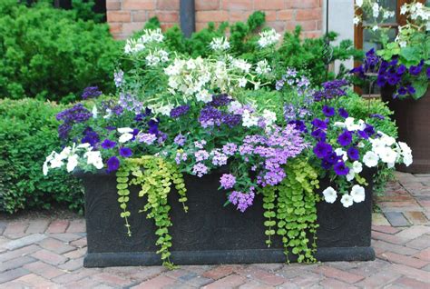 best plants for patio pots