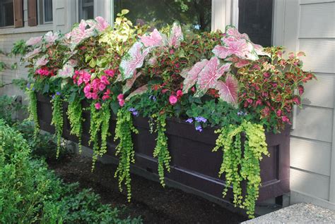 best plants for planter boxes in shade