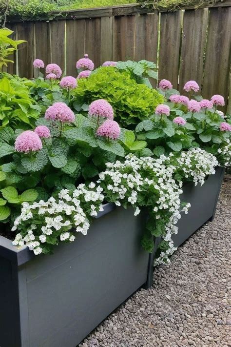 best plants for planter boxes in shade