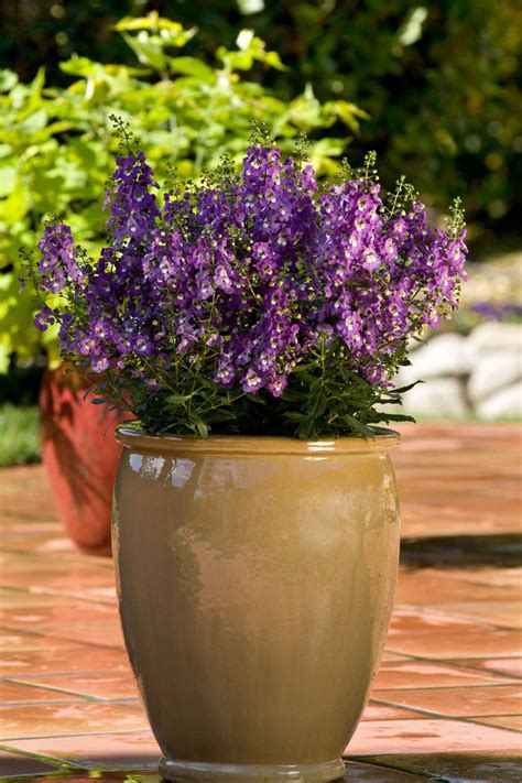 best plants for pots