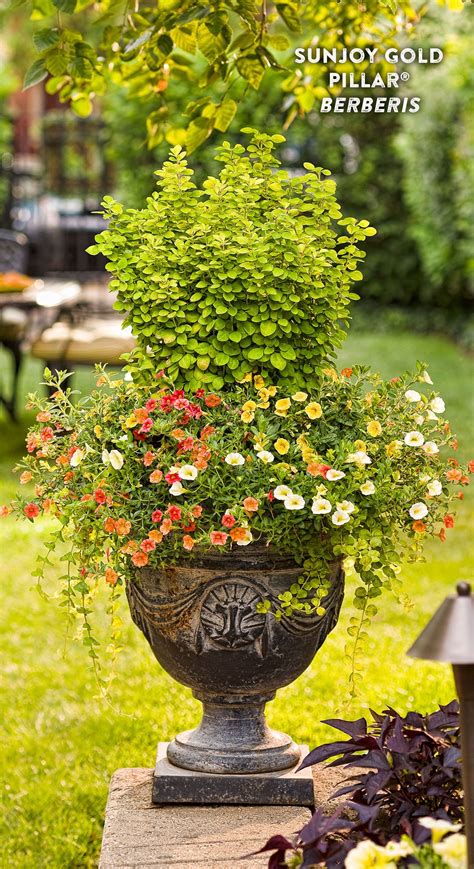 best plants for pots all year round