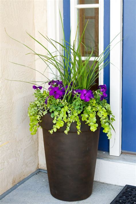 best plants for pots outside front door