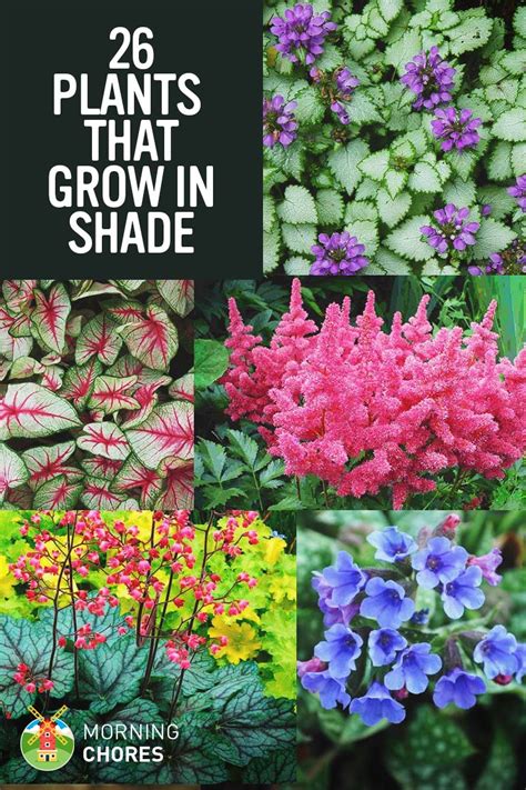 best plants for shade