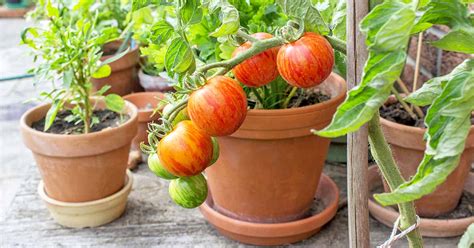 best plants to grow in pots