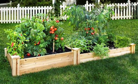 best plants to grow together in raised beds