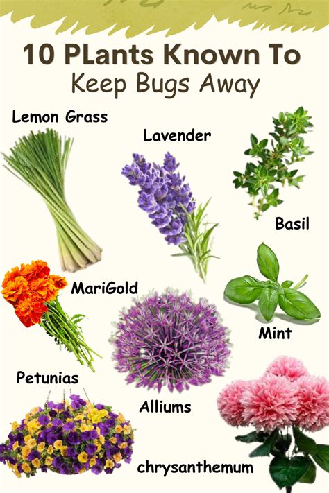 best plants to keep bugs away