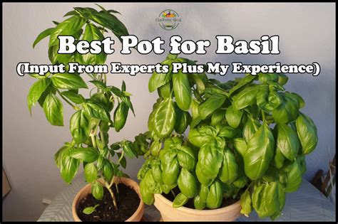 best pot for basil