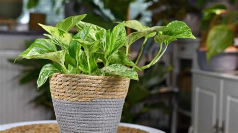 best pot for pothos