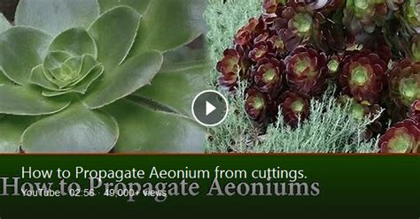 best potting soil for aeoniums