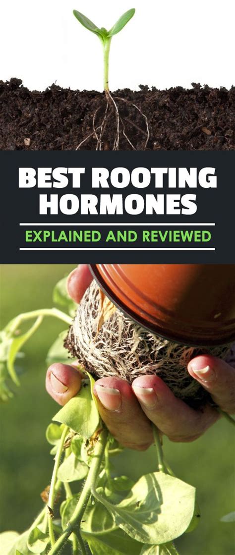 best rooting hormone explained and reviewed