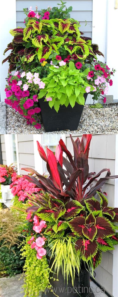 best shade flowers for pots
