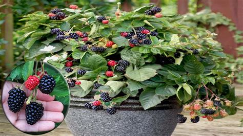 best soil for blackberries in pots