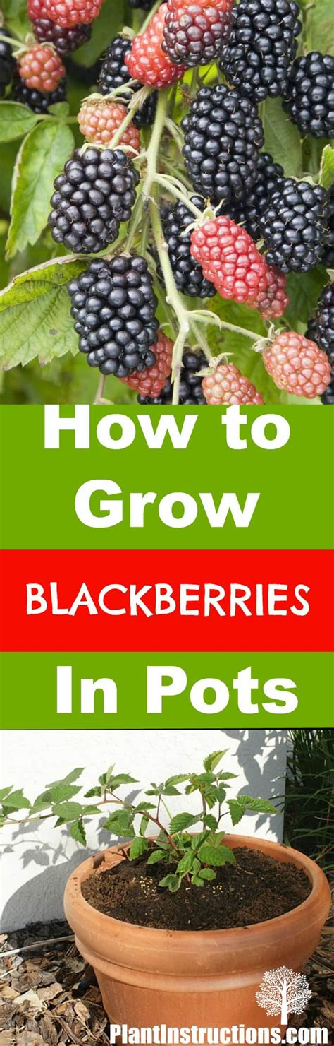 best soil for blackberries in pots