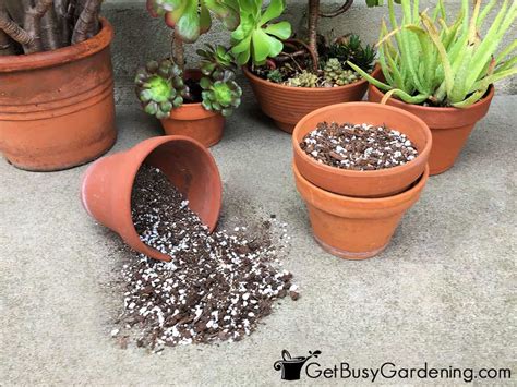 best soil mixture for succulent plants