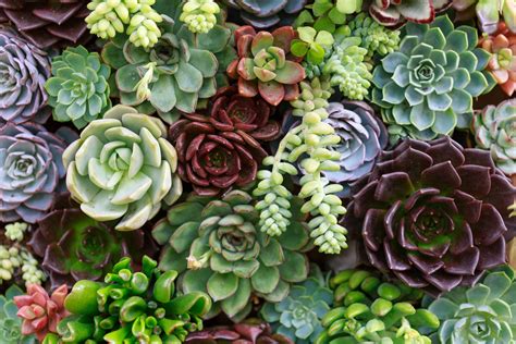 best succulent plants