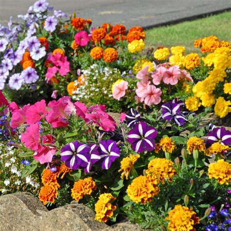 best summer bedding plants for pots