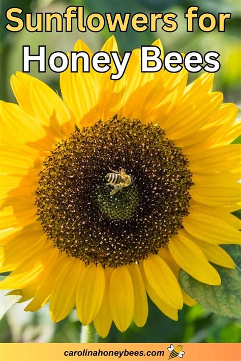 best sunflowers for bees