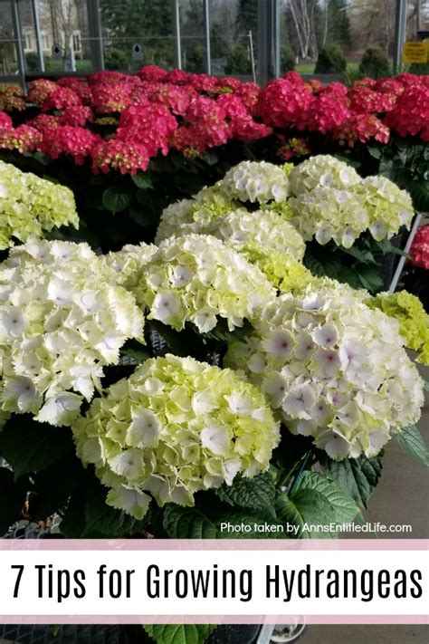 best tips for growing hydrangeas