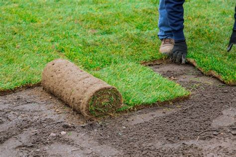best tips for laying sod