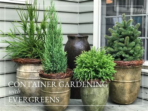best trees for containers