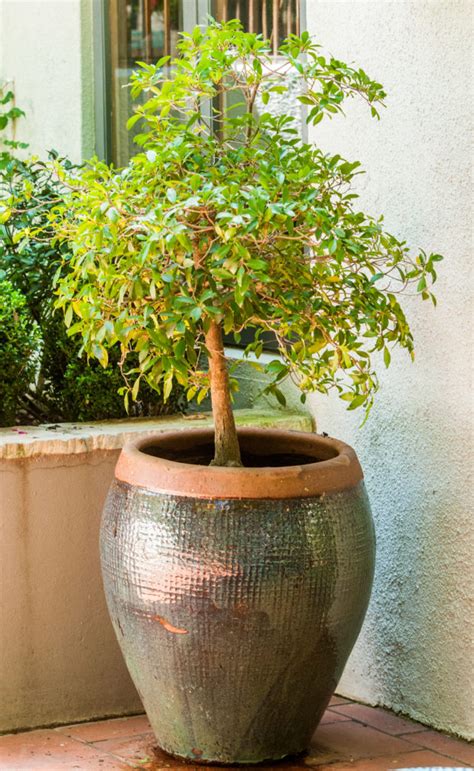 best trees for planters