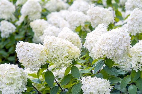 best type of hydrangea for shade