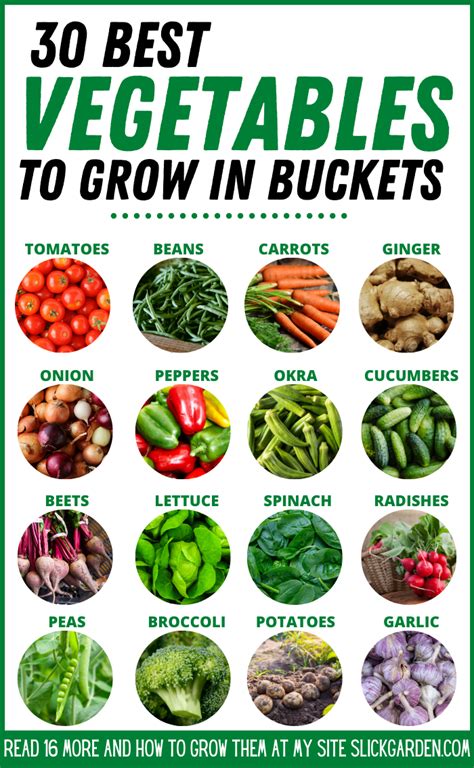 best vegetables to grow in buckets