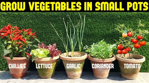 best vegetables to grow in pots