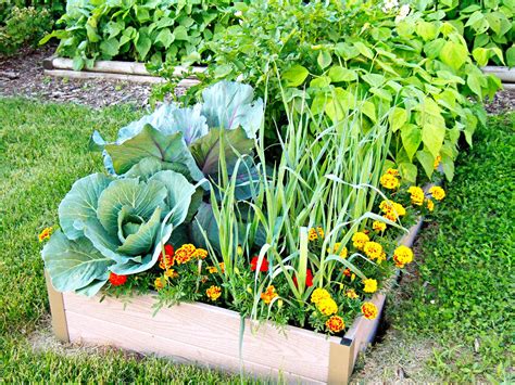 best vegetables to grow together in raised beds