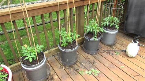 best way to grow tomatoes in a pot