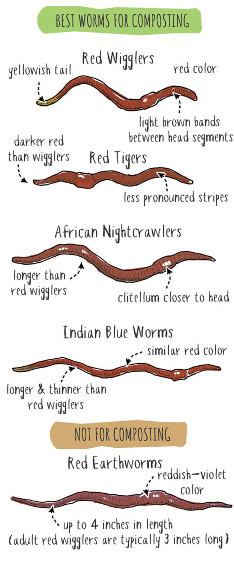 best worms for composting