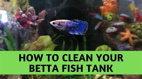 Cleaning Betta Fish Tank