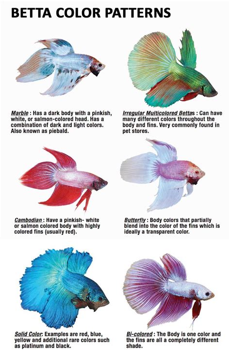 Betta Fish Color Chart