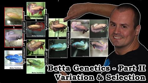 Betta Fish Genetic Defect
