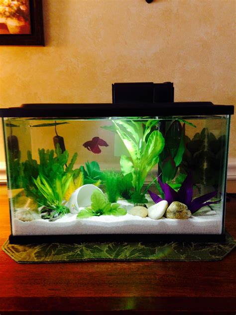 Betta Fish Tank Set Up PetSmart