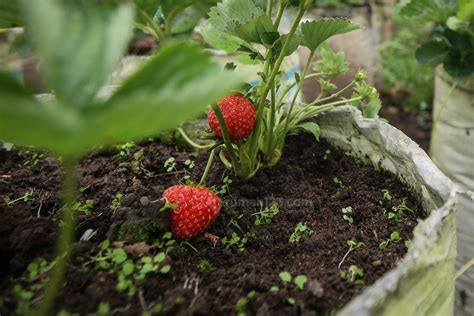 bibit tanaman strawberry