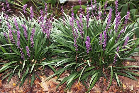 big blue lilyturf