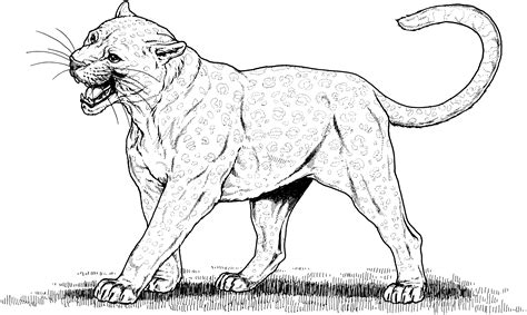 big cat coloring page
