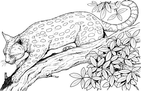 big cat coloring pages