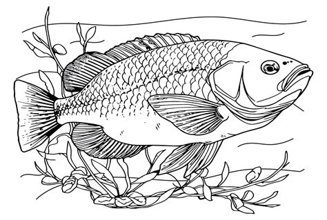 big fish coloring page