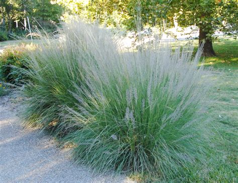 big muhly