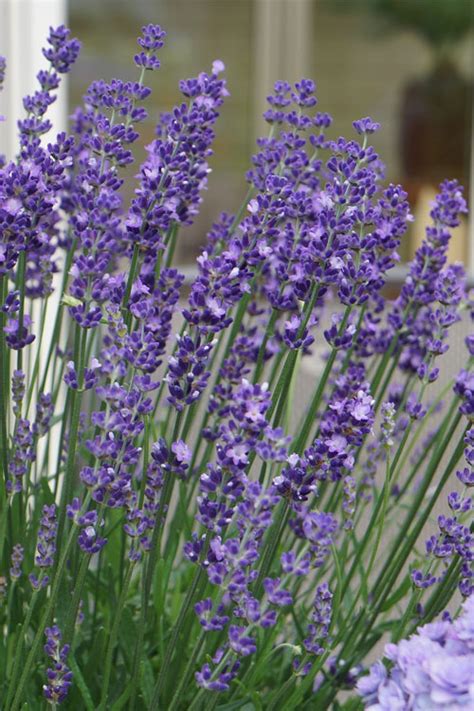 big time blue lavender