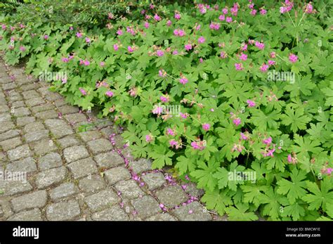 bigroot geranium