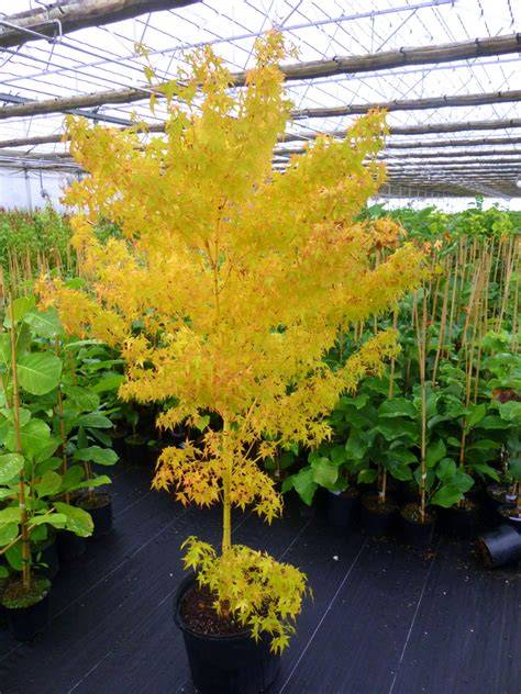 bihou japanese maple