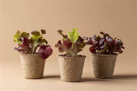 biodegradable flower pots