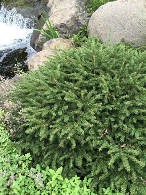 bird's nest spruce companion plants