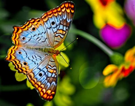 bird butterfly