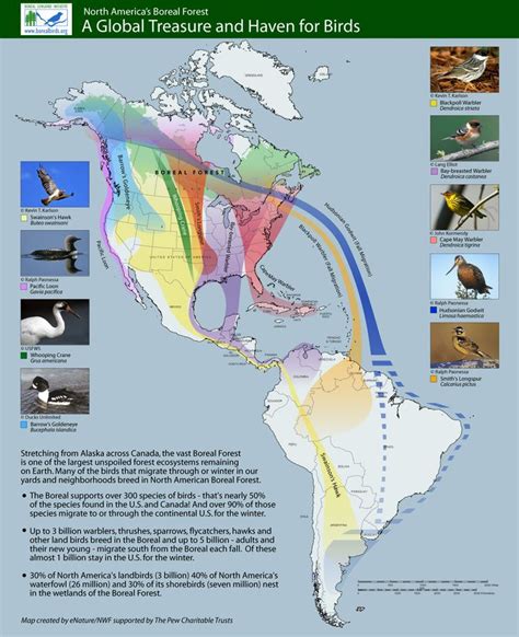 Bird Migration Chart