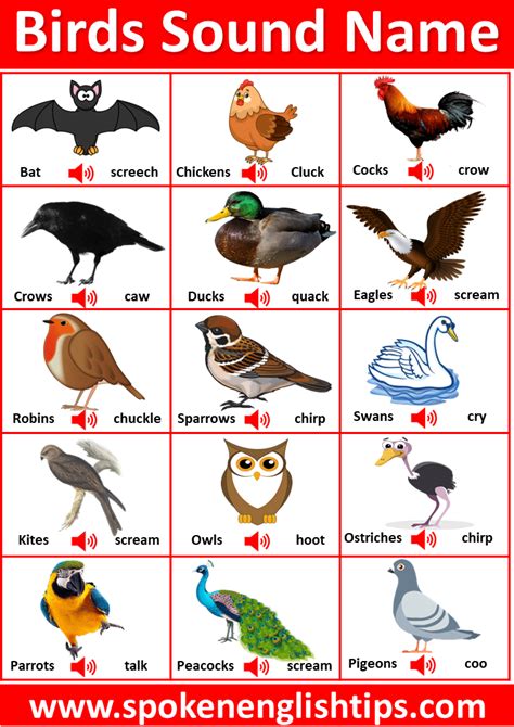 Bird Sounds Chart